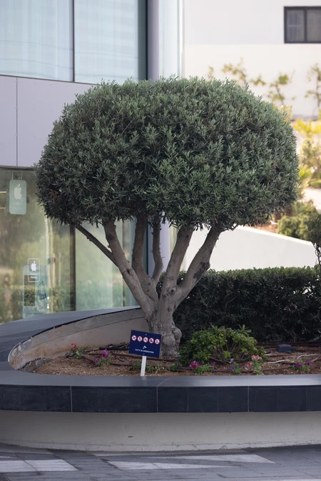 Urban Tree Landscaping