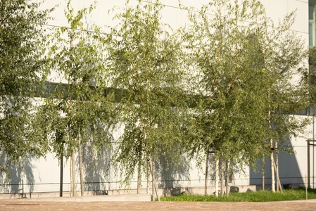 Row of Trees Against Building