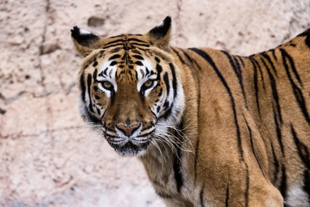 Majestic Tiger