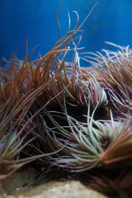 Underwater Anemone