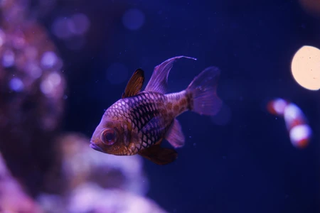 Aquarium Fish Underwater