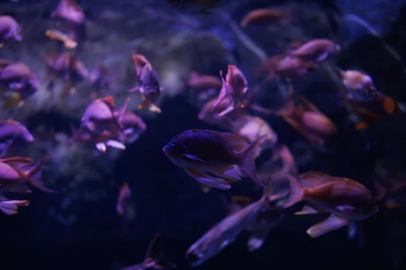 Underwater Dance of Purple Fish