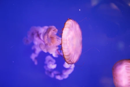 Graceful Jellyfish in Ocean