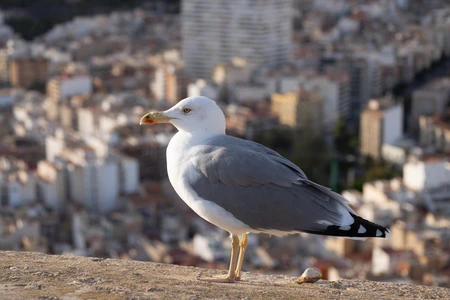Seagull Overlooking City