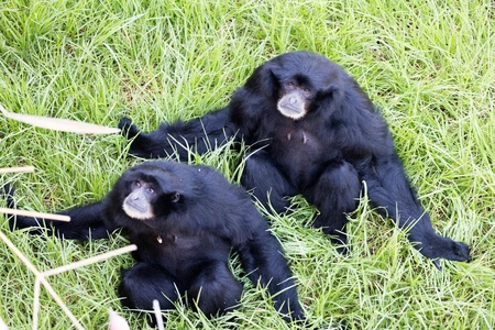 Pair of Gibbons Resting