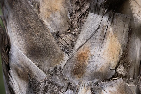 Close-Up of Tree Bark Texture