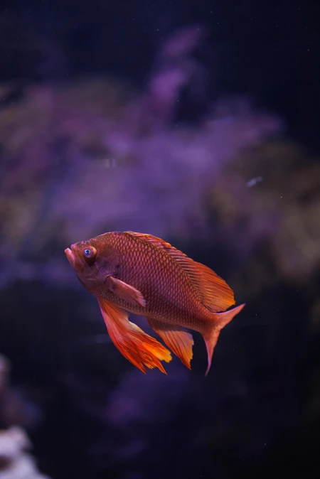 Vibrant Aquarium Fish