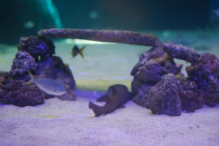 Underwater Scene with Fish