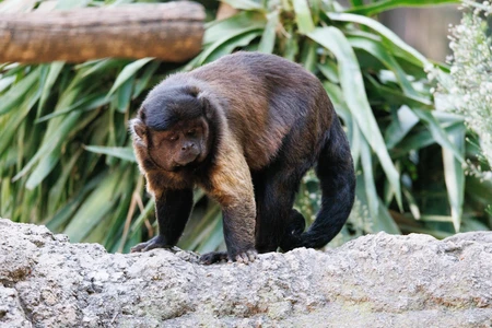 Monkey in Natural Habitat