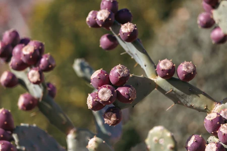 Cactus with Prickly Pears
