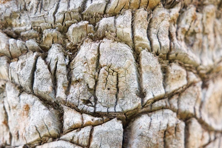 Textured Bark Surface