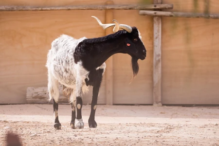 Portrait of a Goat