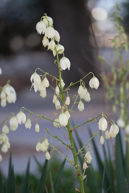 Delicate White Flowers