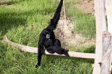 Gibbon in Nature