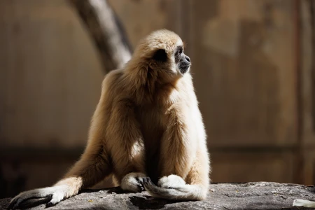 Contemplative Primate