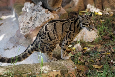 Clouded Leopard in Natural Habitat