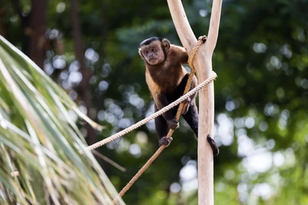 Monkey on a Tree
