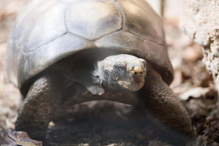 Tortoise on the Move