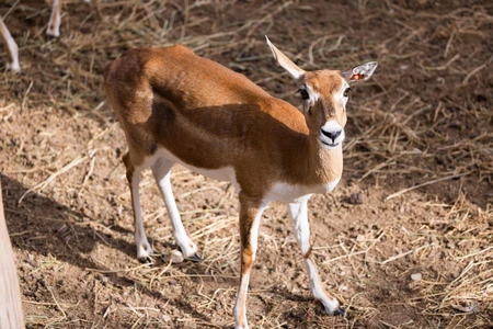 Grazing Antelope in Natural Habitat
