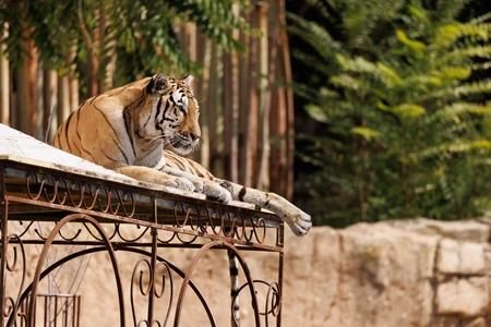 Tiger Resting