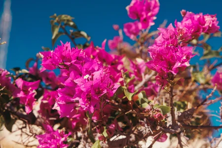 Vibrant Bougainvillea Blossoms