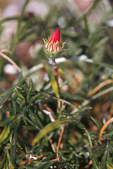 Close-Up of a Flower Bud