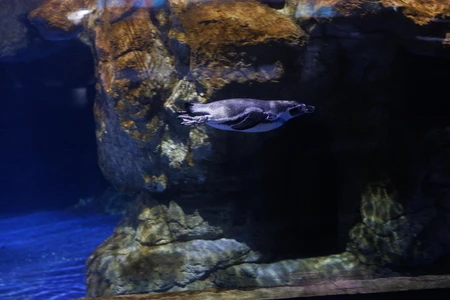 Underwater Penguin