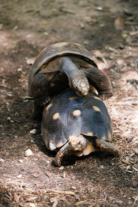 Tortoises in Natural Habitat