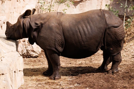 Close-up of a Rhinoceros