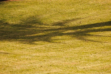 Shadow on the Grass