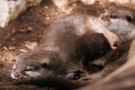 Resting Otters