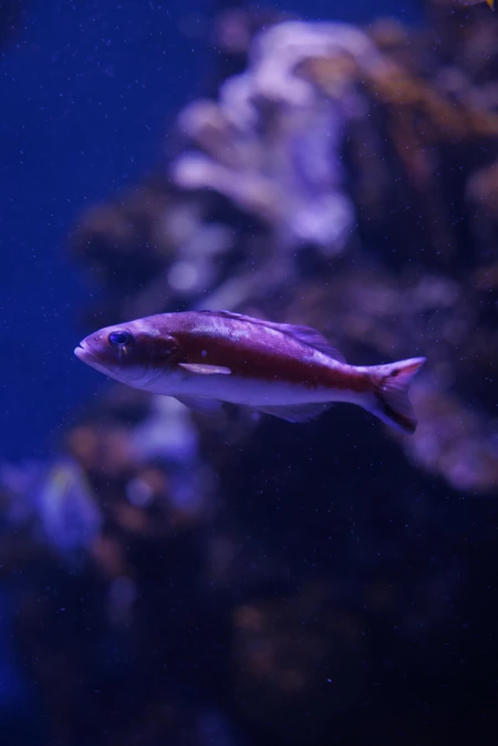 Underwater Elegance