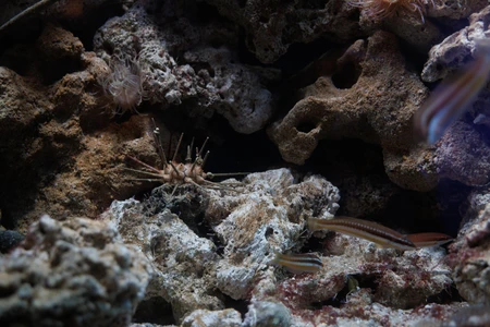 Underwater Scene with Marine Life