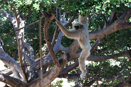Gibbon in a Tree