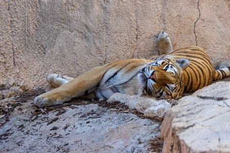 Relaxed Tiger Resting