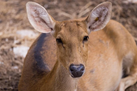 Close-up of a Deer
