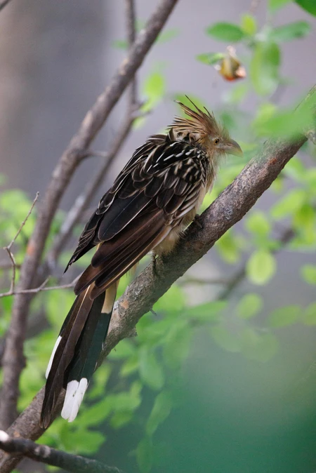 Perched Bird in Natural Habitat