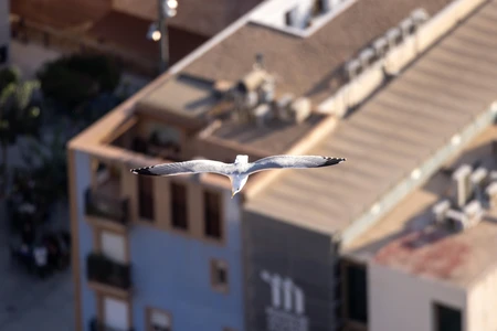 Seagull in Urban Flight