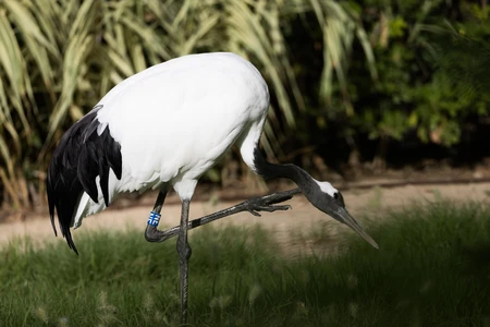 Graceful Crane
