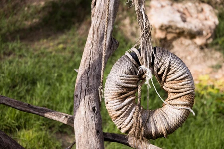 Hanging Rope Ring on Branch