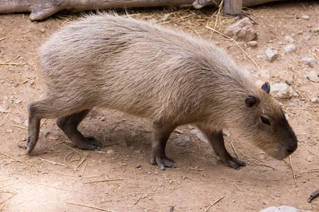 Capybara in Natural Habitat