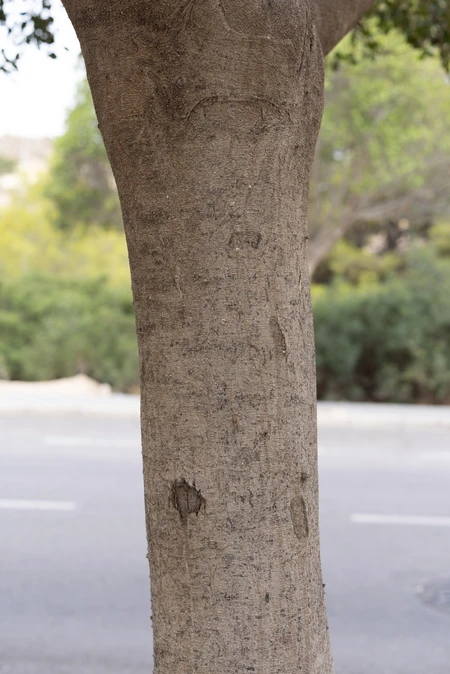 Tree Trunk by the Roadside