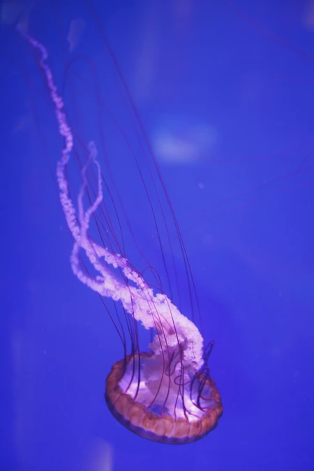 Majestic Jellyfish