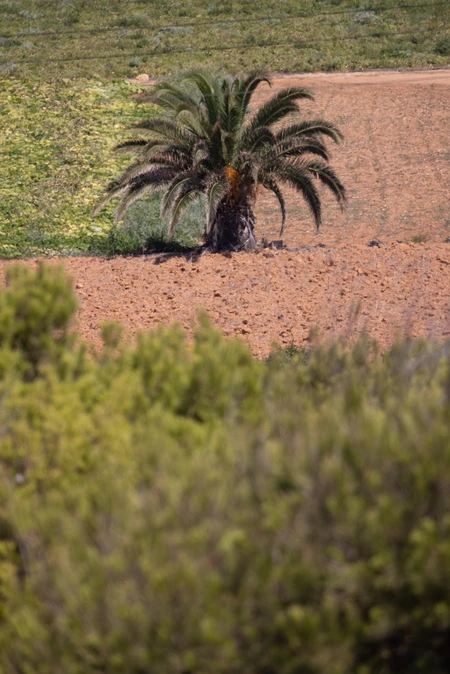 Lone Palm in Arid Landscape