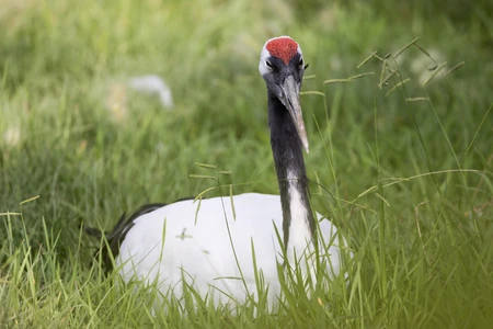 Crane Resting in Grass