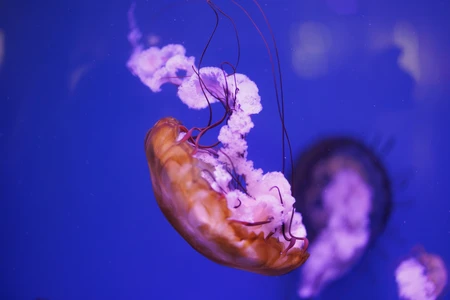 Mesmerizing Jellyfish