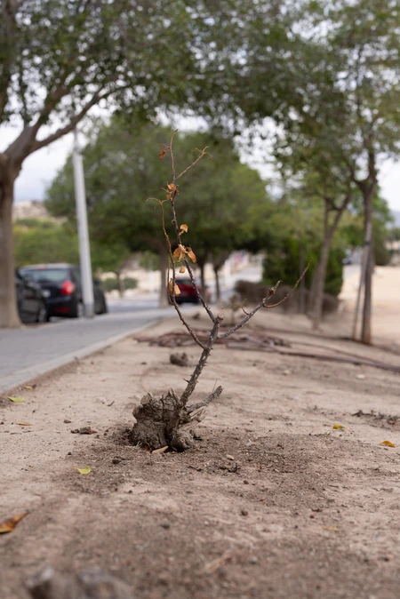 Urban Tree Planting
