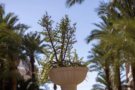 Palm-Lined Oasis