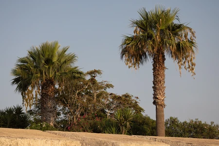 Sunny Palm Trees
