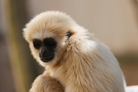 Contemplative Gibbon